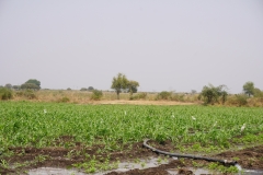 Fodder-Management-img-1