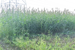 Fodder-Management-img-10
