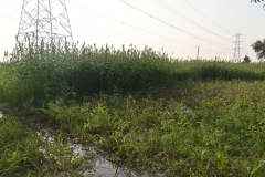 Fodder-Management-img-11