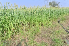 Fodder-Management-img-12