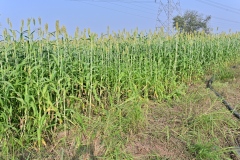 Fodder-Management-img-13