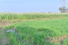 Fodder-Management-img-14