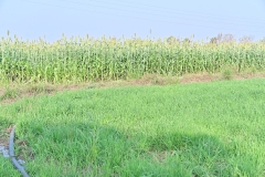 Fodder-Management-img-15