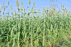 Fodder-Management-img-16