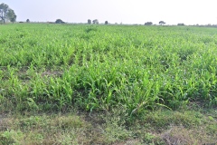 Fodder-Management-img-17