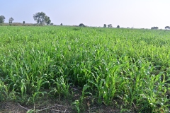 Fodder-Management-img-18