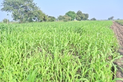 Fodder-Management-img-6