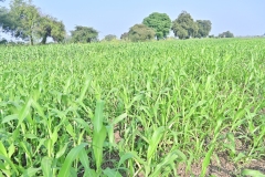 Fodder-Management-img-7