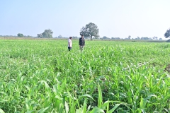 Fodder-Management-img-8