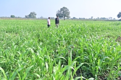 Fodder-Management-img-9